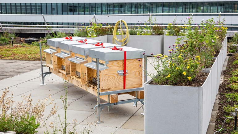 Endress+Hauser'in Reinach, İsviçre'deki bir üretim binasının çatısında arılar